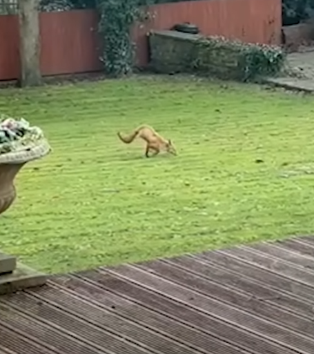 بريطانيان يعثران على ثعلب يسير كالبشر بقدمين فقط أمام منزلهما