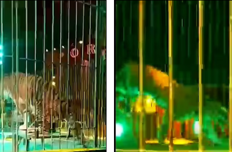 نمور تغدر بمدربها أثناء عرض فى سيرك بإيطاليا