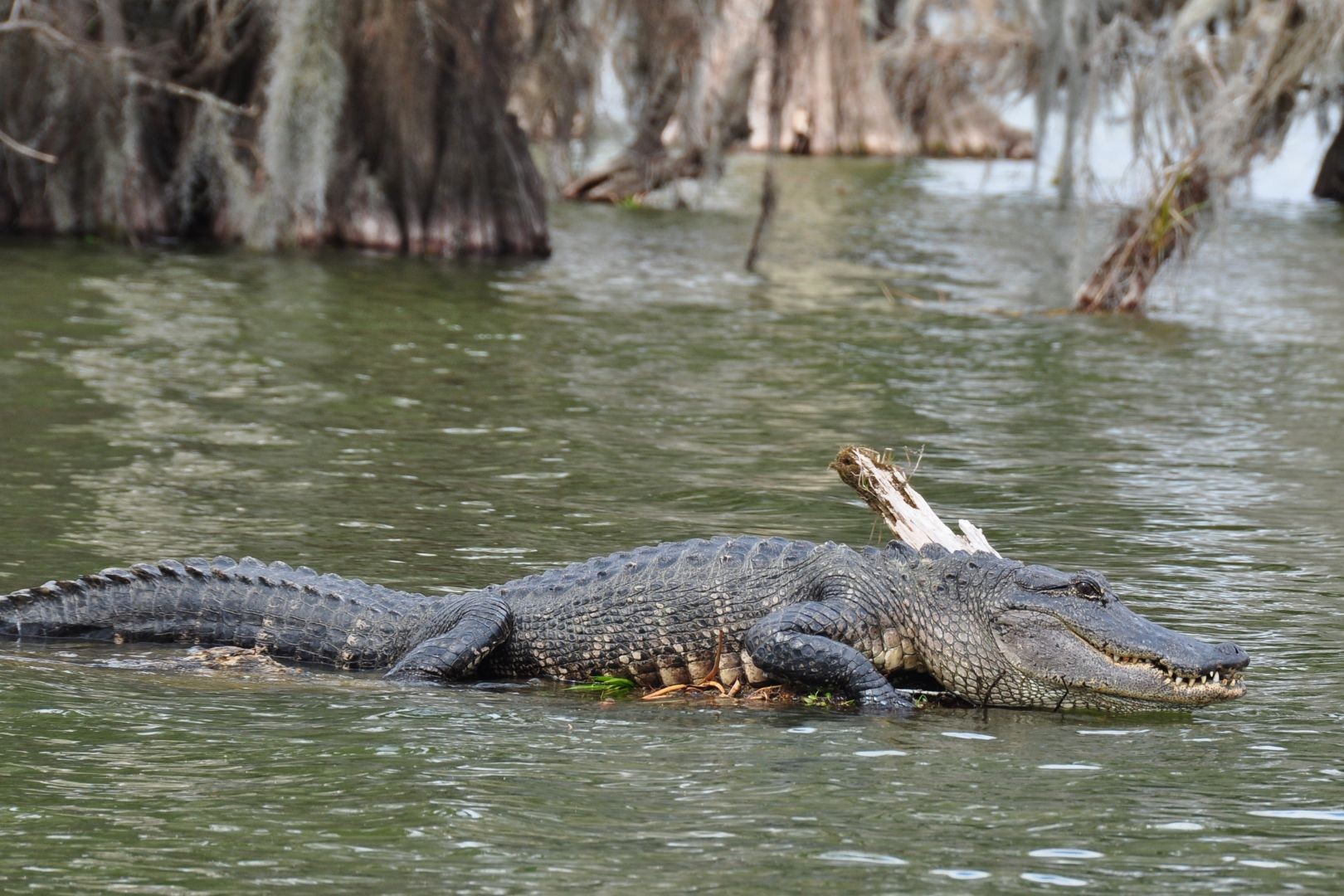 تمساح يعيد جثة طفل غارق إلى أهله في إندونيسيا