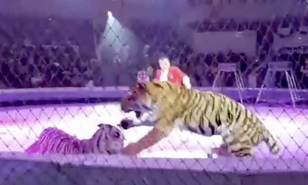 معركة بين نمرين فى سيرك روسى أمام مئات الأطفال