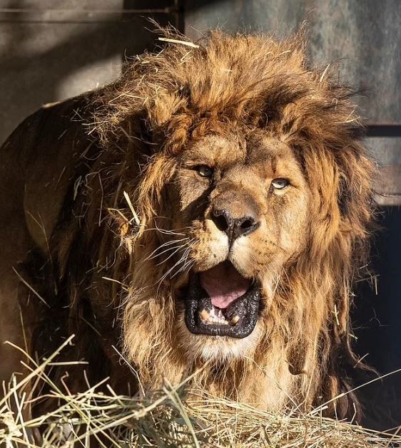 إنقاذ أسد من حديقة حيوان مهجورة بعد 5 سنوات