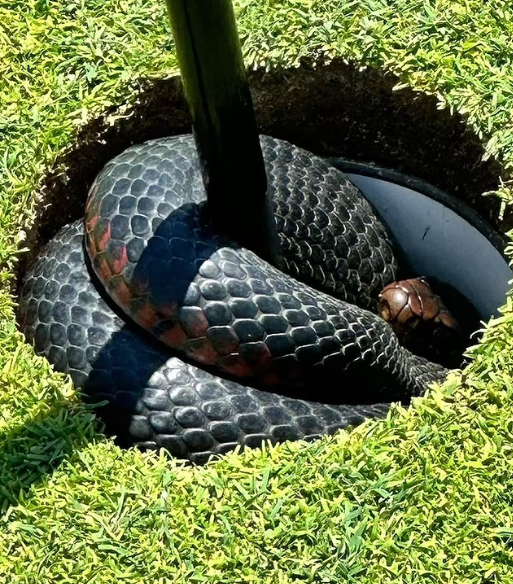 العثور على ثعبان ضخم في حفرة بملعب جولف أثناء لعب مباراة