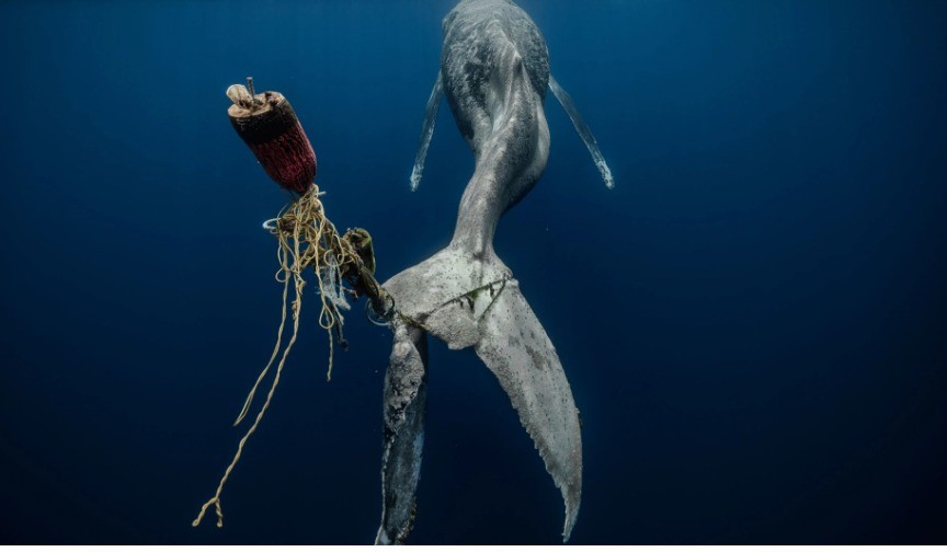 صورة محزنة ترصد حوتا أحدب ينازع الموت فى أعماق المحيط