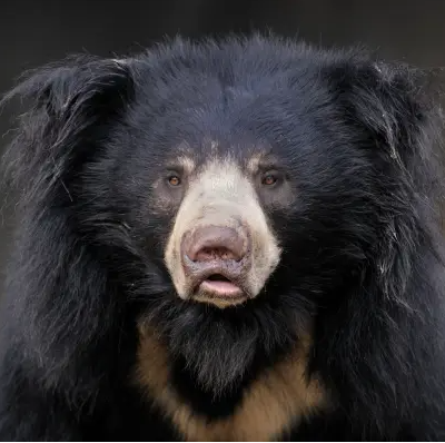 رجل هندي يتقاتل مع دب في غابة ناجادا