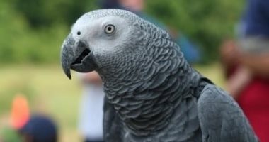 ببغاء أليف يكلف مالكه السجن وغرامة 90 ألف دولار