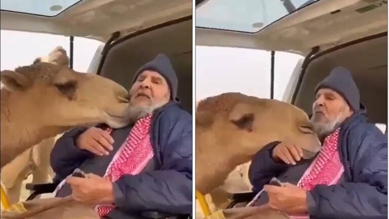 بالفيديو: ردة فعل ناقة رأت صاحبها بعد غيابه عنها بسبب مرضه