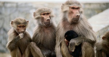 7 قرود تقتل عاملاً.. والرصاص يمنع كارثة