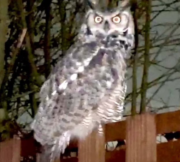 بومة تهاجم سكان قرية بميد لاند فى إنجلترا