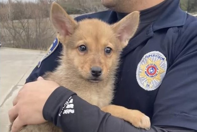 جرو يثير حيرة الشرطة الأمريكية والحل فى الحمض النووى