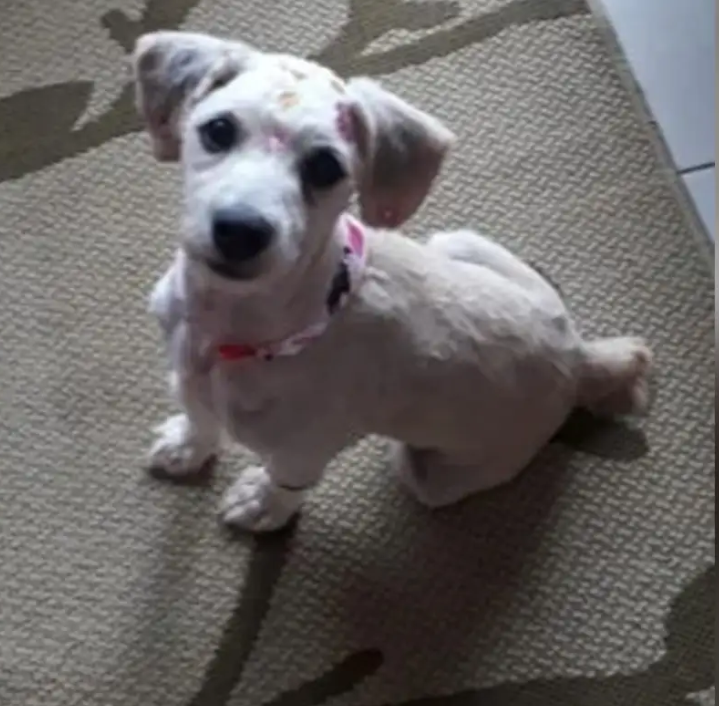 برازيلية تعثر على كلب محبوس داخل أريكة مستعملة اشترتها أونلاين