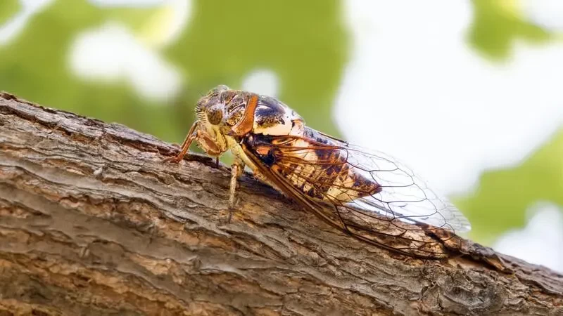 تفسير الاحلام