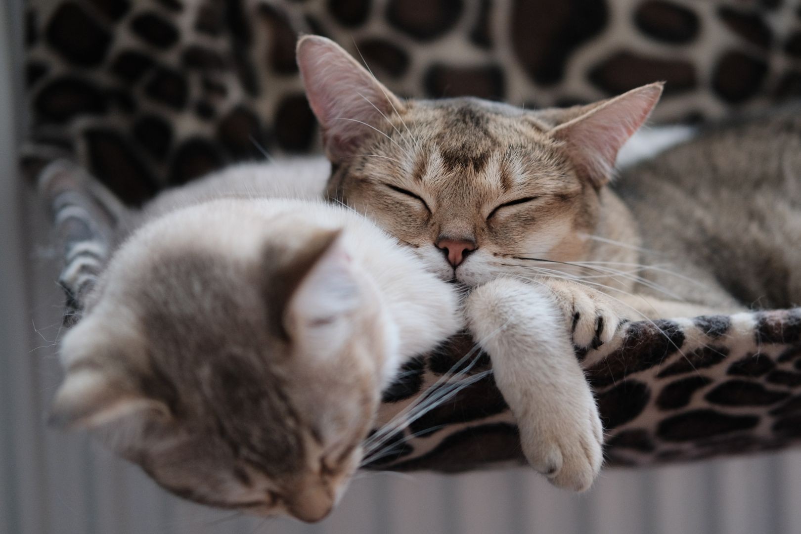 70 ألف دولار مرتب رعاية قطتين