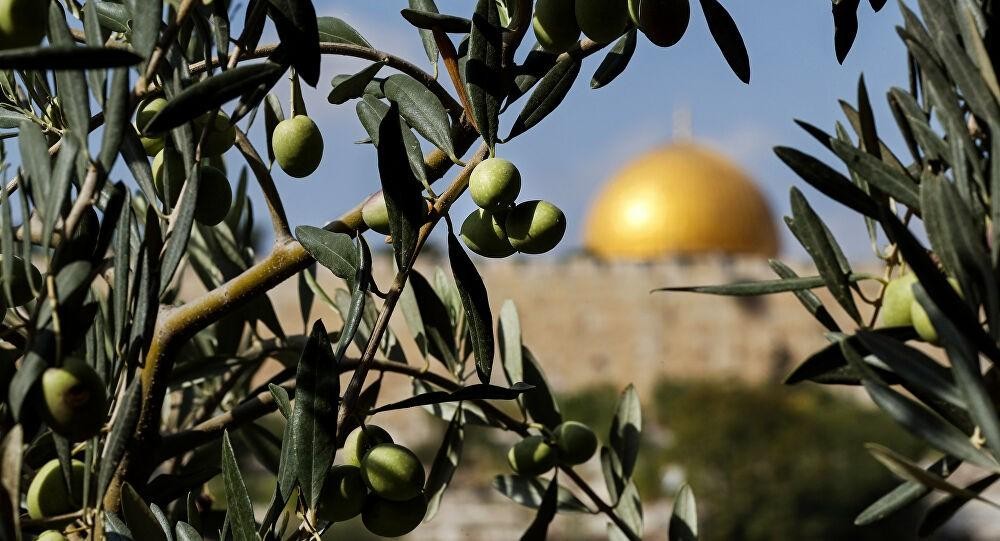 العربية لحماية الطبيعة تطلق حملة "أشجار فلسطين" الرقمية التوعوية