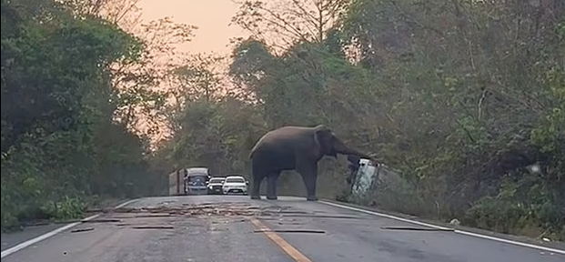 فيل يقلب سيارة في الأدغال لعدم انتظار سائقها عبوره الطريق