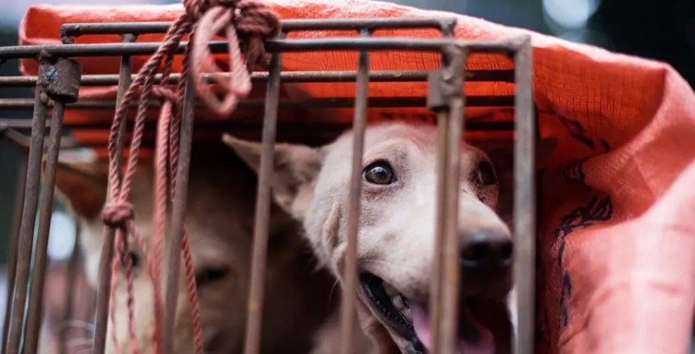 ناشطو حقوق الحيوان ينقذون 200 كلب من الذبح فى كوريا الجنوبية