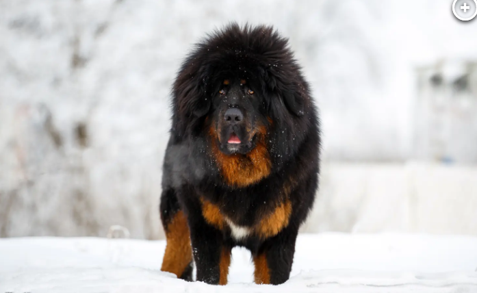 عائلة صينية تكتشف بعد عامين أنها تربى دبا بدلا من كلب