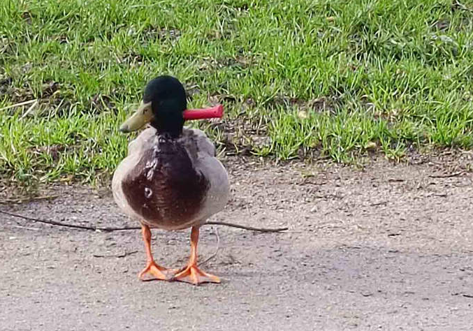 بطة برية تعيش بسكين عالق فى رقبتها