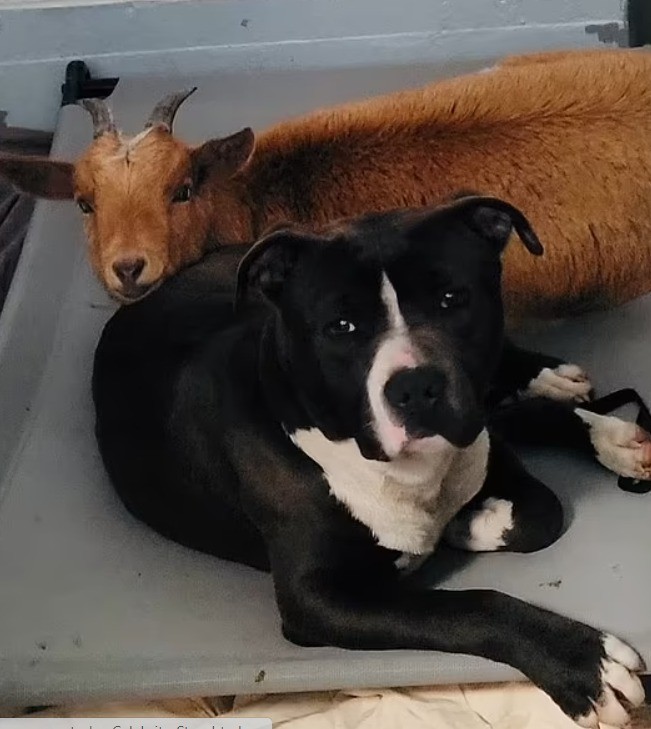 صداقة غريبة بين كلب ومعزة