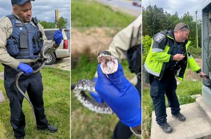 اختبأ داخل إشارة المرور.. ثعبان كبير يسبب ازدحام مرورى فى ولاية فيرجينيا