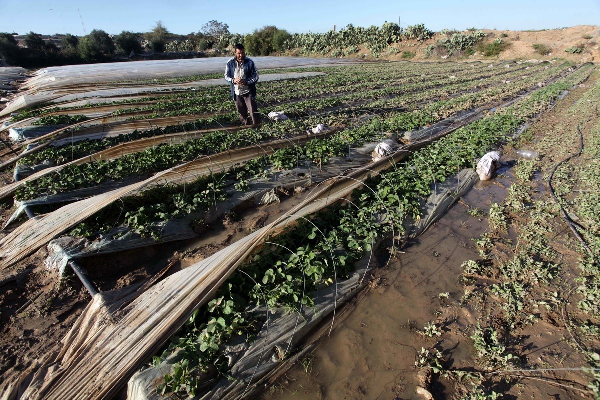 زراعة غزة تدعو المزارعين للالتزام بالتعليمات لتفادي الخسائر في ظل موجة الحر