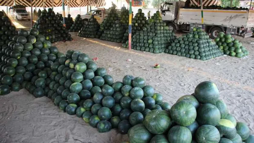 فوائد الرمل تحت البطيخ