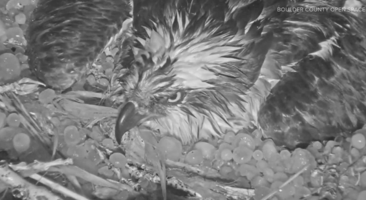 كاميرا ترصد أنثى طائر عقاب تحمى بيضها من عاصفة ثلجية