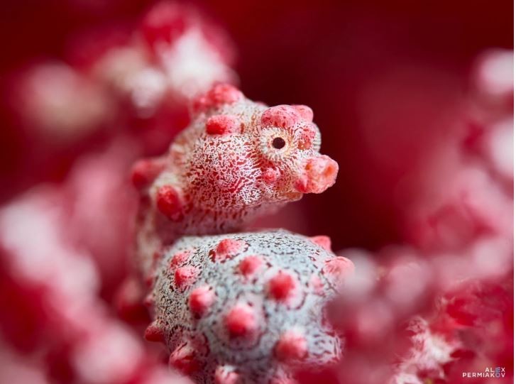 مصور يوثق لقطة فريدة لـ"فرس بحر" قزم يصعب رصده