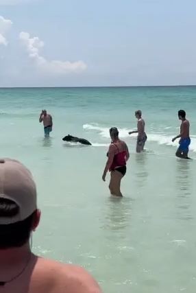 دب صغير يصدم رواد شاطئ بولاية فلوريدا الأمريكية