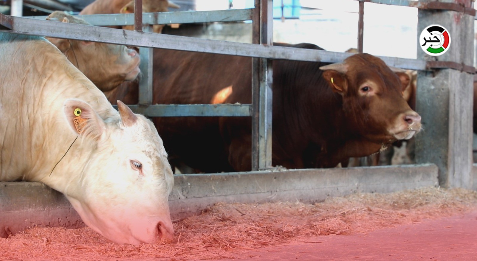 خفض الأسعار للتكلفة