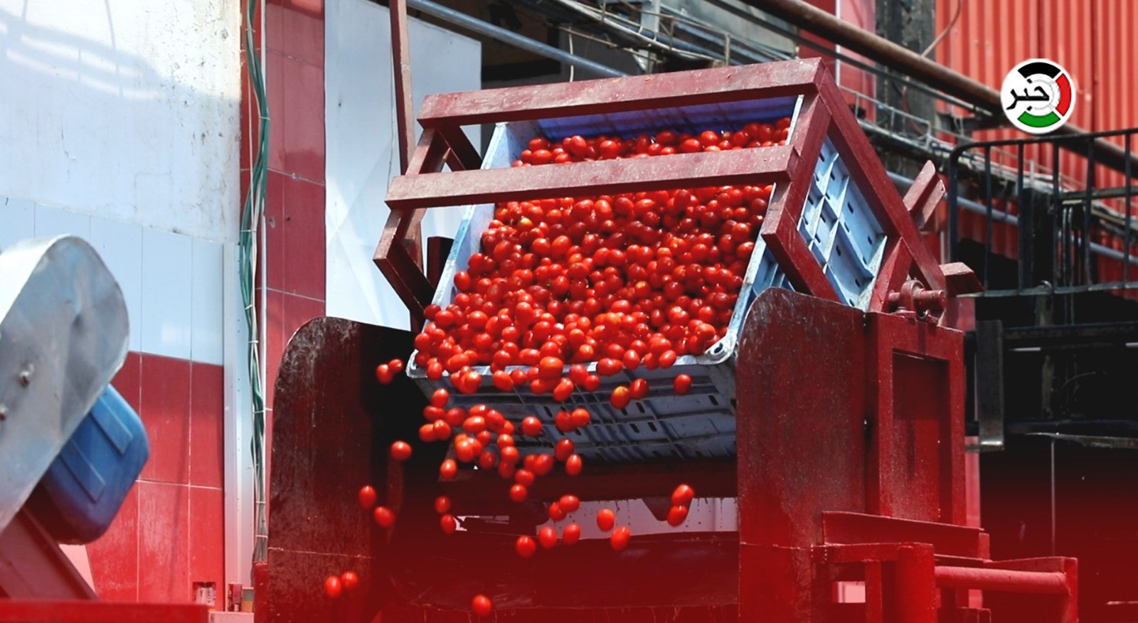 بالفيديو: افتتاح الموسم السنوي لعصر "البندورة" في غزة.. شاهد مراحل التعبئة