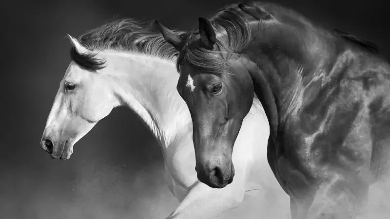 ما تفسير حلم ركوب الخيل في المنام؟ - لابن سرين