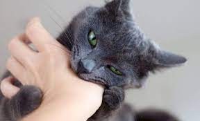 تفسير الاحلام