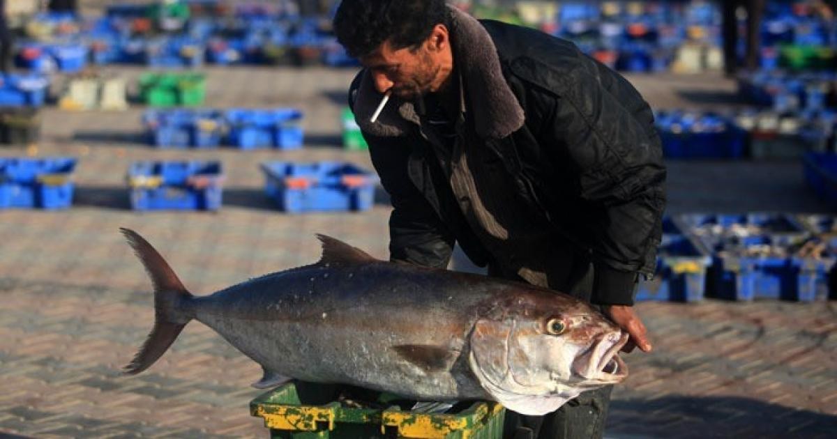 الثروة السمكية بغزّة لـ"خبر": تقنين استيراد بعض الأسماك المصرية حفاظاً على لقمة عيش الصيادين