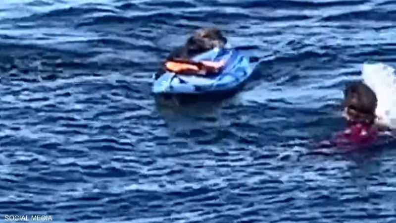 فيديو:  ثعلب البحر يحاول سرقة راكب أمواج وسط المحيط