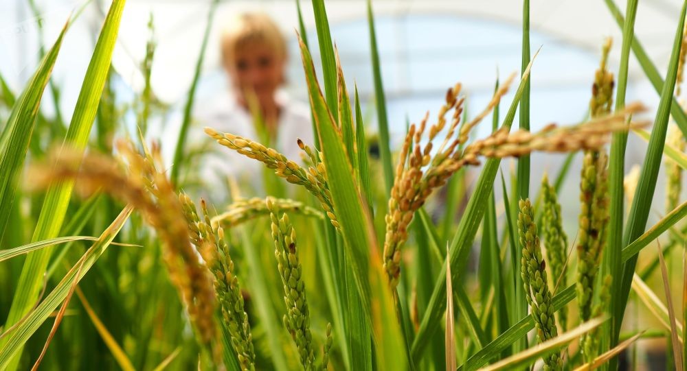 "الحفاظ على استقرار السوق المحلي"