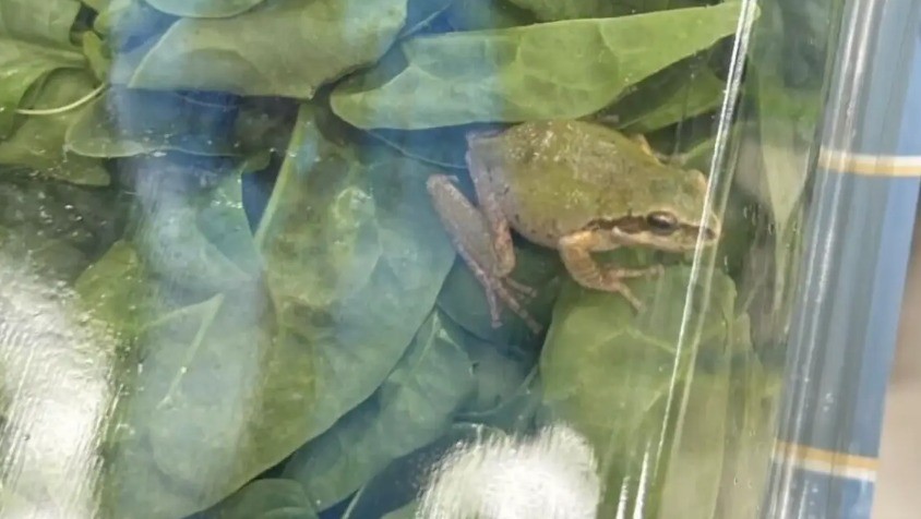 عائلة أمريكية تعثر على ضفدع حى داخل علبة "سبانخ" مغلفة
