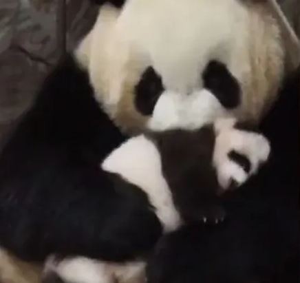 أنثى باندا تحتضن صغيرها بعد خضوعه لفترة علاج بعيدا عنها