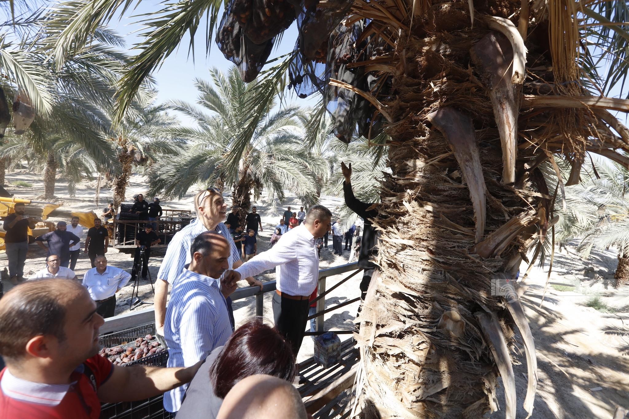 إطلاق موسم قطف التمور في أريحا