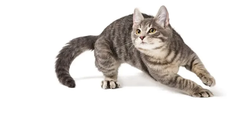 تفسير حلم مطاردة القطط في المنام - لابن سرين