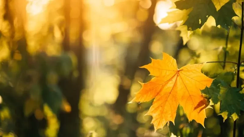 أجمل ما قيل عن فصل الخريف 2023