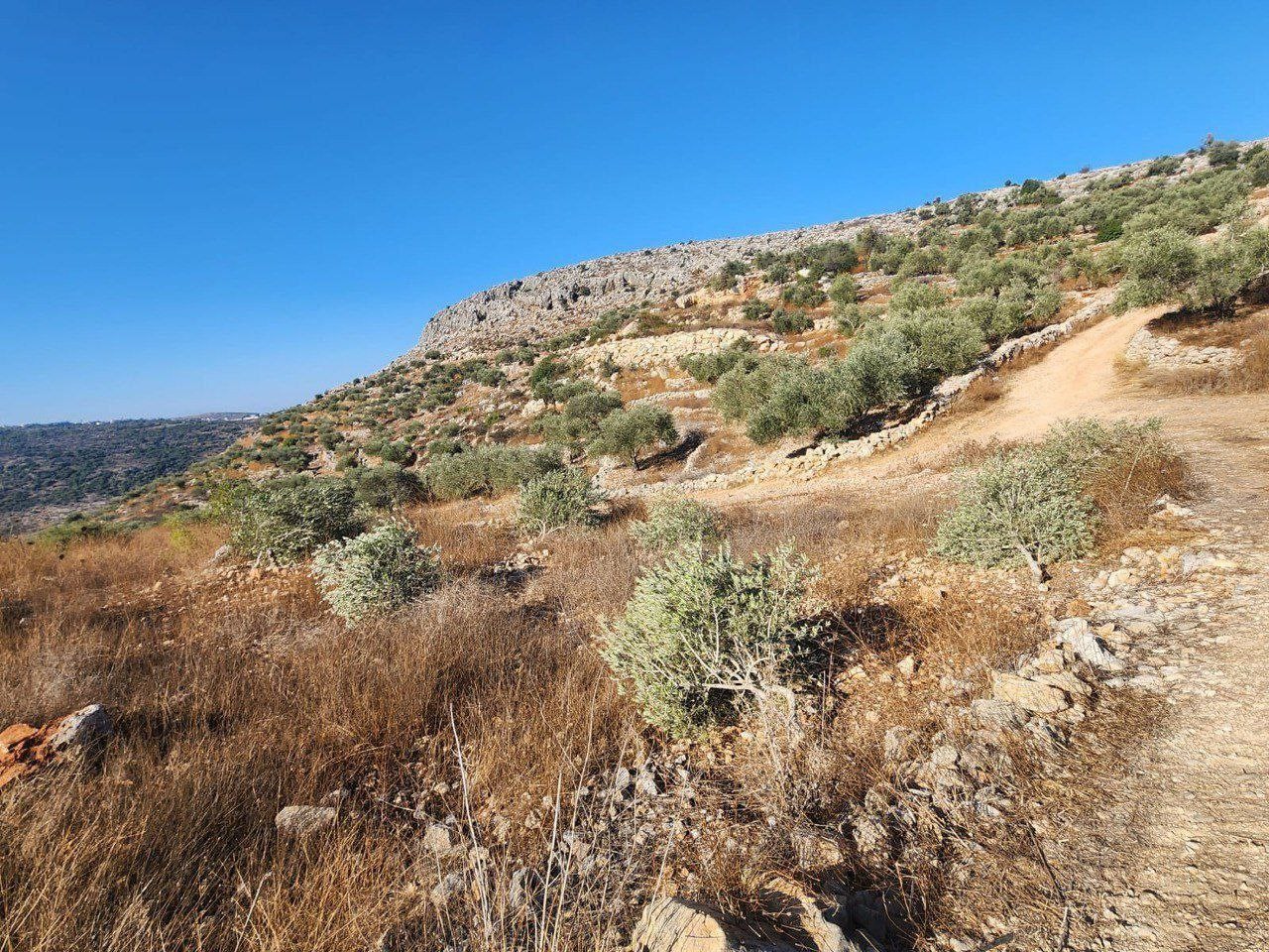 الاحتلال يُجرف 40 دونمًا ويقتلع 300 شجرة في سلفيت