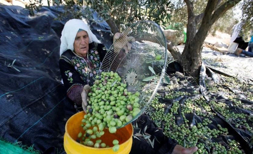 الزراعة تُشير إلى توقعاتها بشأن حجم إنتاج الزيتون والزيت والأسعار للعام الجاري