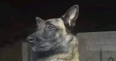 ليبيون يحتفون بالكلب "ايفار" لإنقاذه ناجين من تحت الأنقاض فى درنة