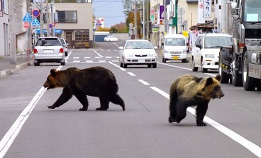 ياباني يُبعد الدببة عن المناطق السكنية بـ"القوة الناعمة"