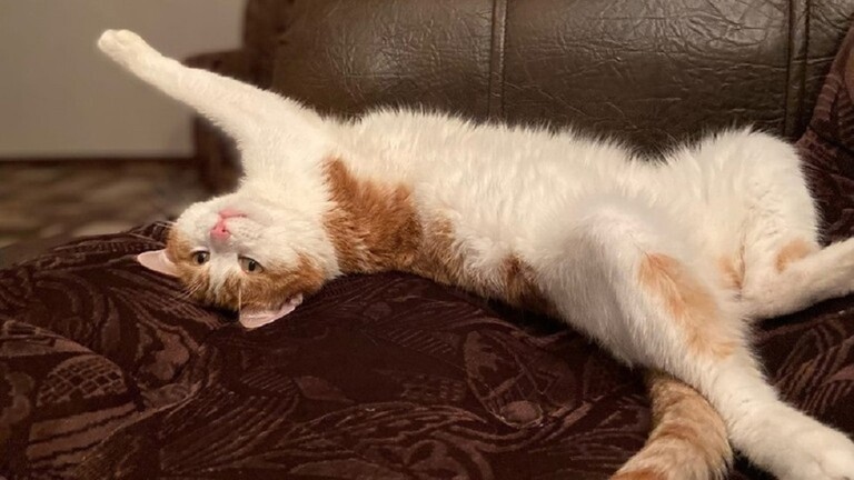 روسيا.. برغر كينغ يسحب منتجا تكريما لحادثة القط القتيل!