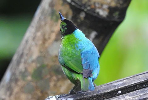 طائر نادر نصفه أنثى والنصف الآخر ذكر!