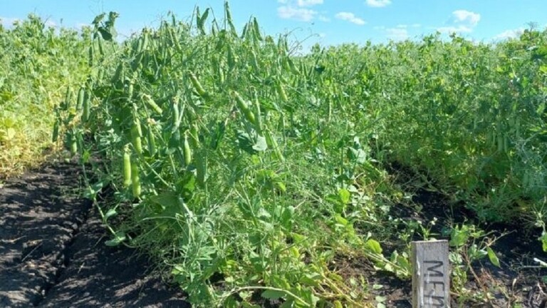 علماء روس يطورون صنف بازلاء بخصائص فريدة