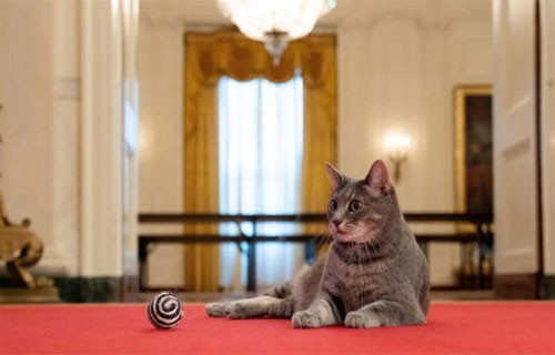 "ويلو" قطة بايدن.. توقظه صباح كل يوم!