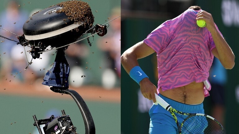 "غزو النحل" يوقف مباراة تنس في بطولة إنديان ويلز