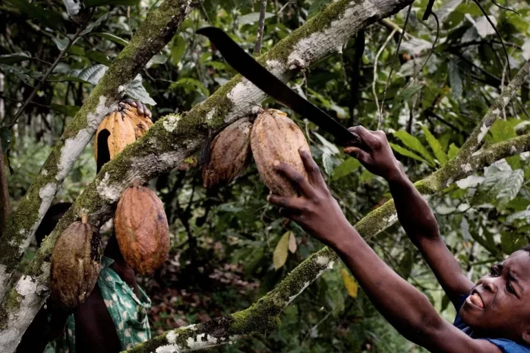 هل يتأثر محبو الشوكولاتة قريبا بارتفاع أسعار الكاكاو؟